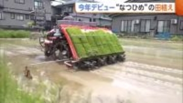 暑さに強い新潟米「なつひめ」今年ついにデビューへ！上越で田植えはじまる　生ごみをリサイクルした肥料使いコスト削減の取り組みも生育注目