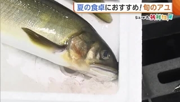 【アユ】脂がのって食べ頃！旬迎えた“アユ”「栄養価高くさっぱりした味わい楽しめる」　店頭で選ぶ際は“スタイル”に注目！？