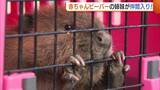 「赤ちゃん“ビーバー”の姉妹が仲間入り！約3時間半かけマリンピア日本海に無事到着 さっそく元気に泳ぐ様子も「大きく育って」新潟市」の画像1