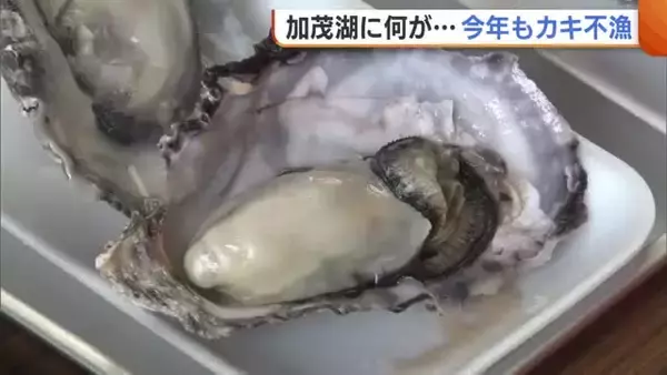 佐渡市・加茂湖の“カキ” 温暖化影響で今年も不漁「今後廃れてしまうのでは…」 大盛況のカキ祭りのウラで“漁の存続”懸念