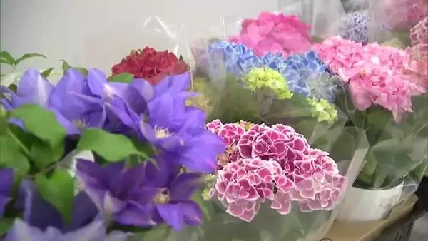 母の日に贈りたい“鉢植え”　6月いっぱい楽しめるアジサイとクレマチス「地植えすれば来年も」