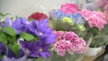 母の日に贈りたい“鉢植え”　6月いっぱい楽しめるアジサイとクレマチス「地植えすれば来年も」