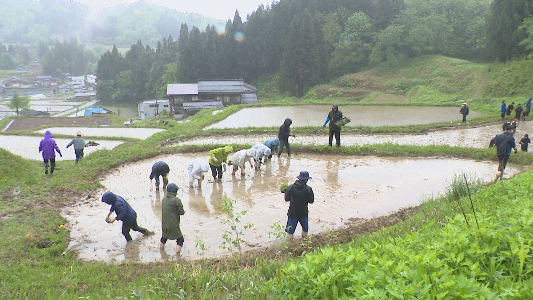 「心が折れた」サル・イノシシの被害続き…日本の棚田百選『北五百川の棚田』が400年超の歴史に幕｜新潟・三条市