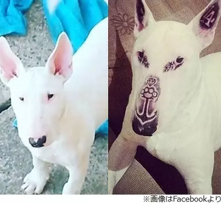 拓大生がノラ犬すき焼きにして炎上 有名政治家も参加 ムツゴロウさんの犬が食われた 14年9月9日 エキサイトニュース