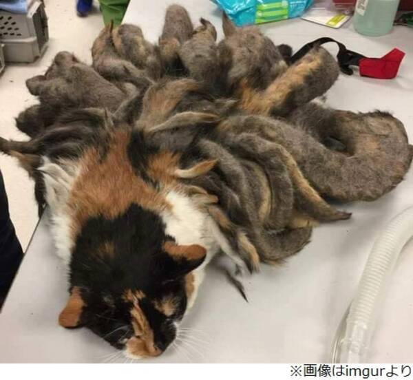 たくさんの尻尾持った にゃんこ 16年12月日 エキサイトニュース