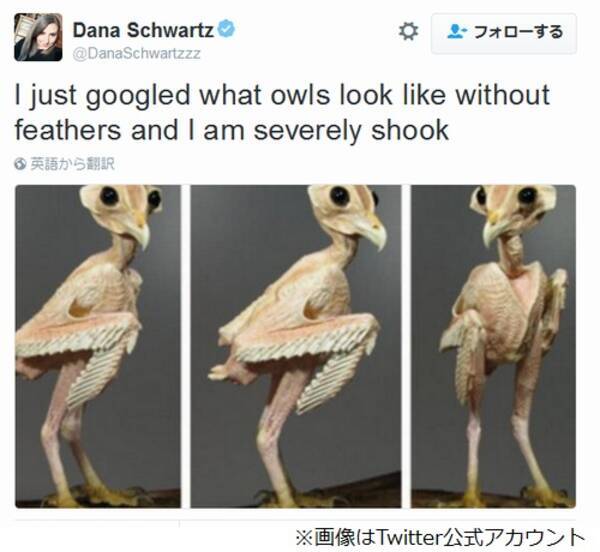 羽根のないフクロウ に衝撃走る 17年1月13日 エキサイトニュース