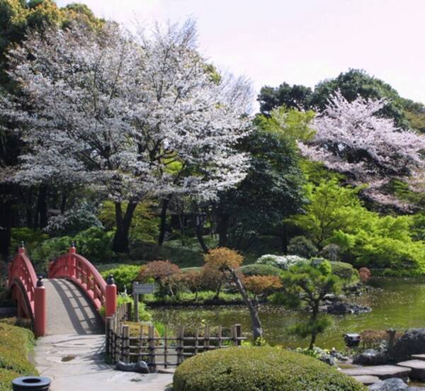 ホテルニューオータニ日本庭園で 桜まつり 17年3月17日 エキサイトニュース