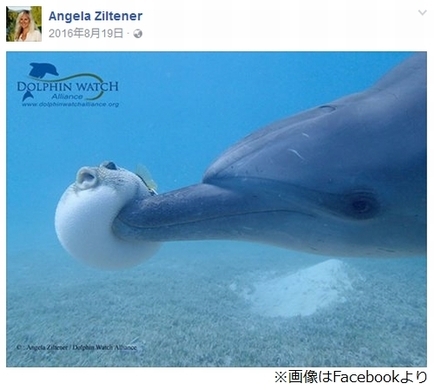 サカナのちょっと変わった特技 フグのカラダが膨らむ原理とその理由 年9月26日 エキサイトニュース