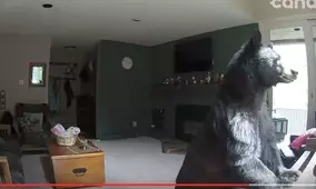 ジェネリックドンパッチを発見 久しぶりに口の中をパチパチさせてみた 17年6月21日 エキサイトニュース