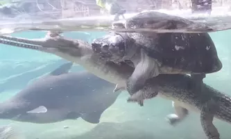 寄付したカメをワニがパクリ 目の前での惨劇に飼い主の少年ショック 10年10月16日 エキサイトニュース