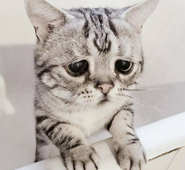 すごくしょんぼりとしたネコ 17年9月22日 エキサイトニュース