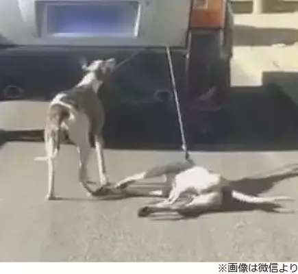 拓大生がノラ犬すき焼きにして炎上 有名政治家も参加 ムツゴロウさんの犬が食われた 14年9月9日 エキサイトニュース
