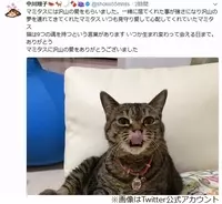 中川翔子 愛猫マミタスへの飼育責任と有料お別れ会に 商売にするな の声 17年10月10日 エキサイトニュース