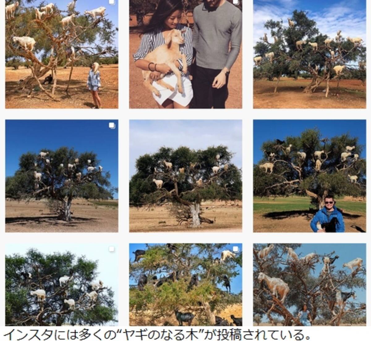 名物 ヤギのなる木 写真用のフェイク問題浮上 19年4月25日 エキサイトニュース