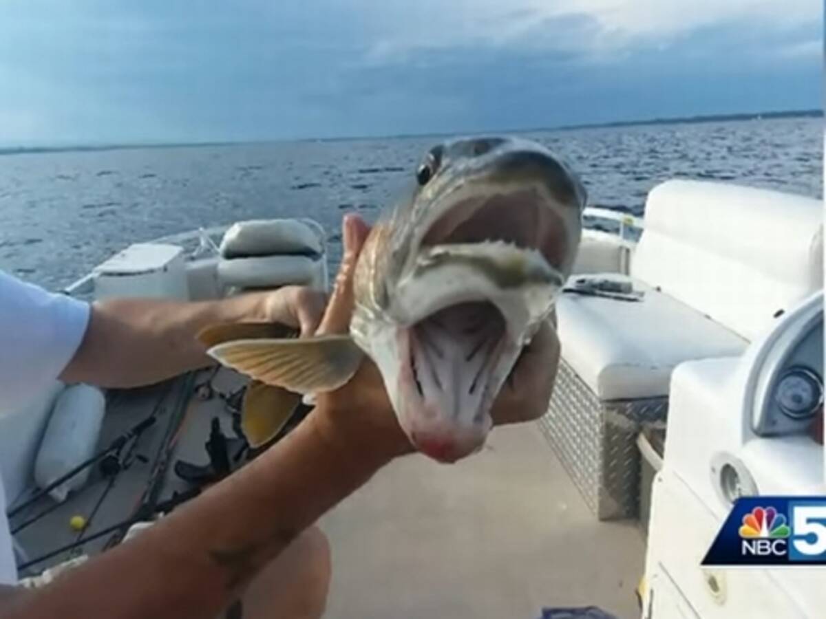 口が2つある魚 19年8月26日 エキサイトニュース 口が2つある魚 19年8月26日 エキサイトニュース