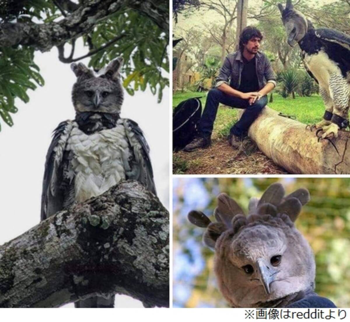 鳥人間のコスプレ 人のような鳥 に反響 19年10月3日 エキサイトニュース 鳥人間のコスプレ 人のような鳥 に反響 19年10月3日 エキサイトニュース