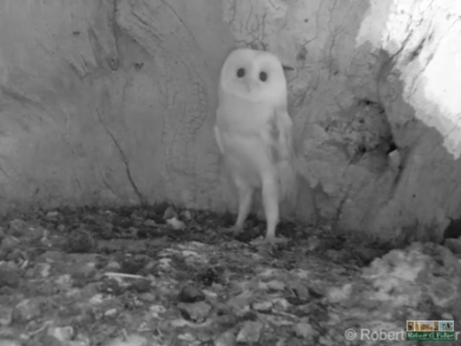 笑顔は元気の源 とっても幸せな気持ちにさせてくれる赤ちゃんフクロウのスマイル写真 12年5月30日 エキサイトニュース