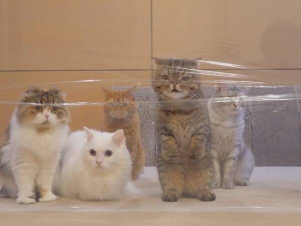 にゃんこvs 見えない壁 19年11月2日 エキサイトニュース