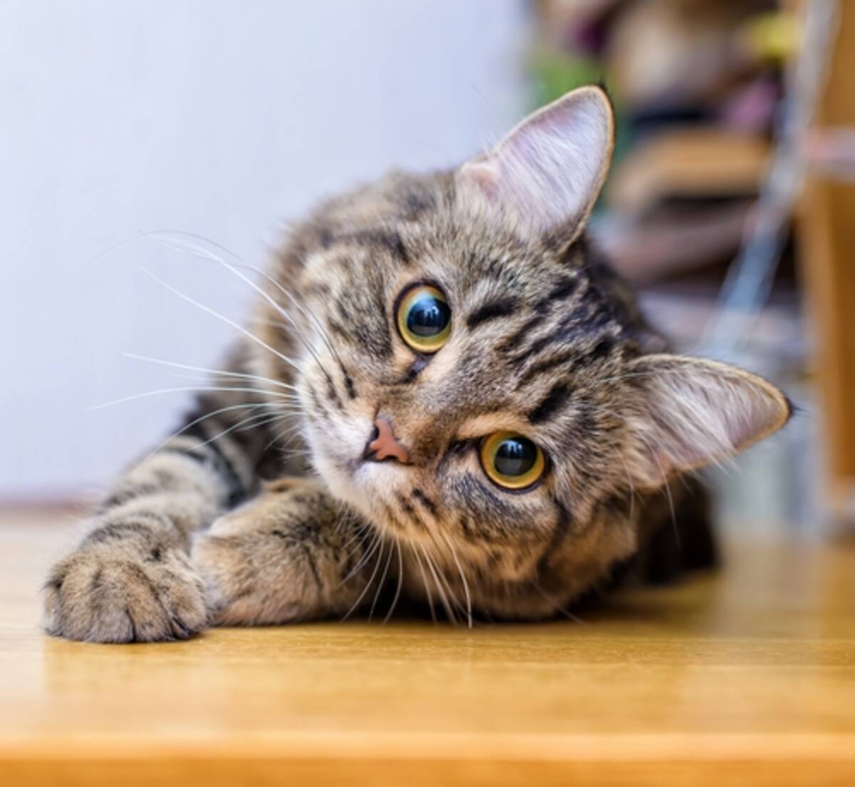 猫の声 翻訳アプリ Amazon出身エンジニアが開発 年11月24日 エキサイトニュース