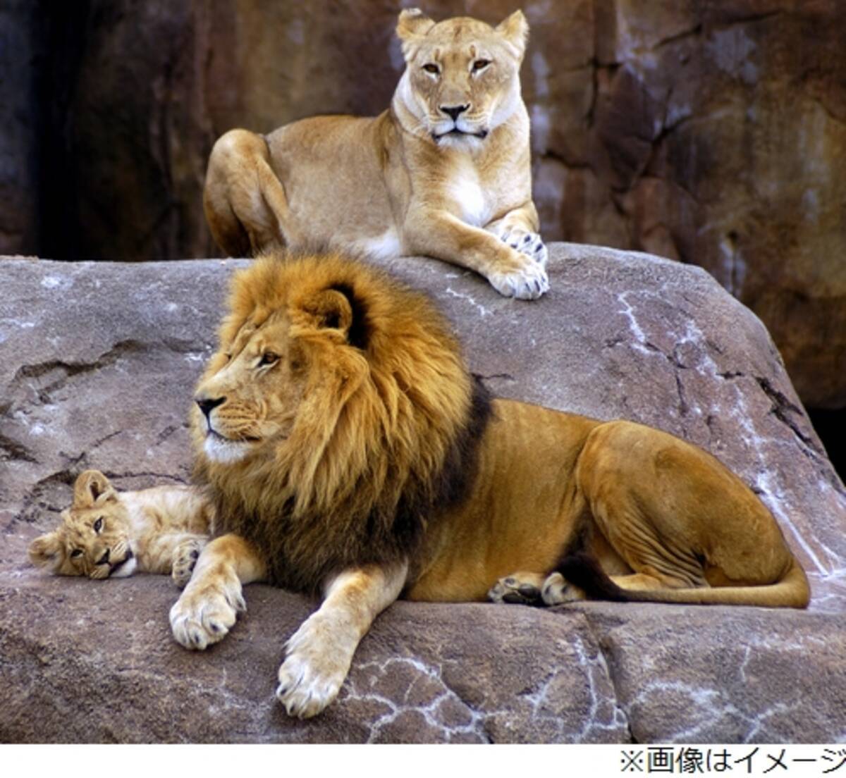 スペインの動物園でライオン4頭が新型コロナ感染 年12月11日 エキサイトニュース