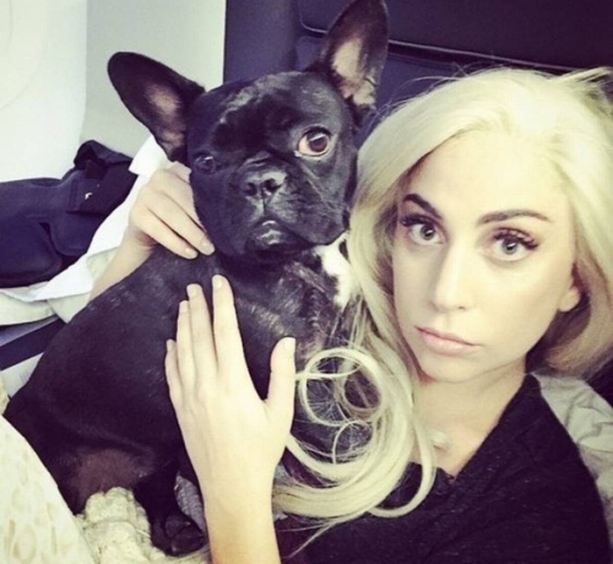 レディー ガガの 愛犬強奪 容疑で5人逮捕 21年4月30日 エキサイトニュース レディー ガガの 愛犬強奪 容疑で5人逮捕 21年4月30日 エキサイトニュース