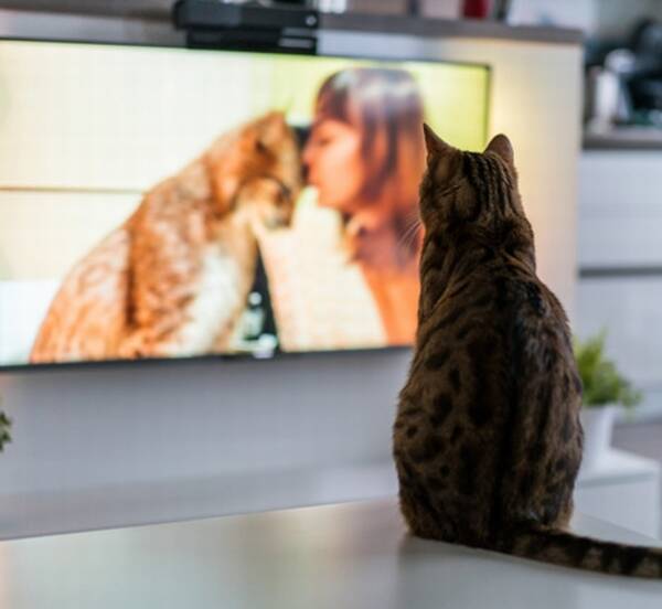 愛猫はテレビを見ますか 半数は 見る と回答 21年6月16日 エキサイトニュース