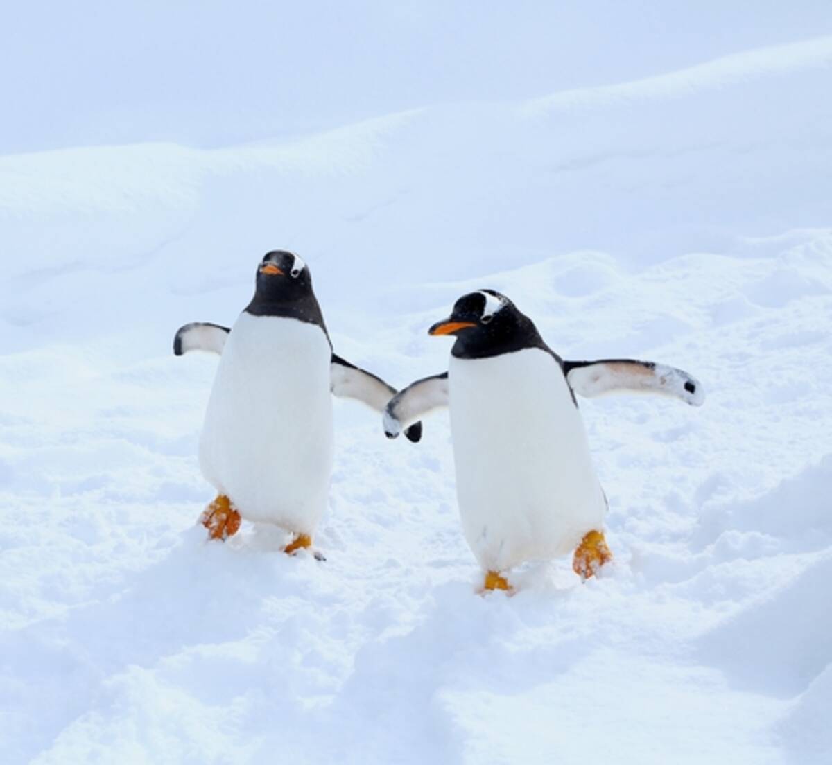 ペンギンに 宇宙人の可能性 が浮上 21年9月15日 エキサイトニュース