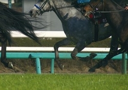 マックのドライブスルーで門前払いされた馬 一部始終を動画で撮影 11年5月29日 エキサイトニュース