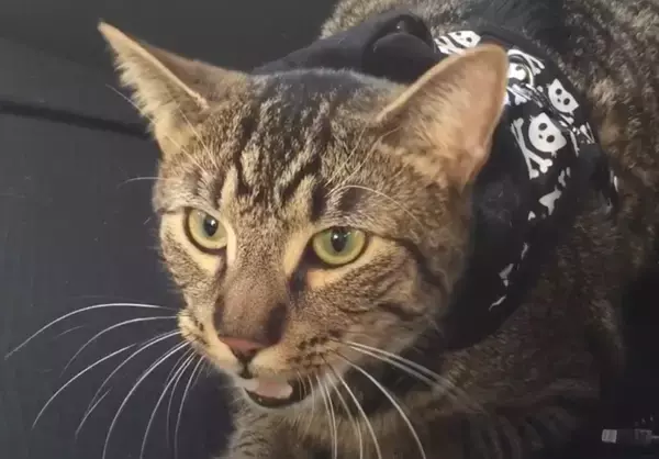 病院に行きたくないと訴える猫、心の叫びが人語に聞こえる