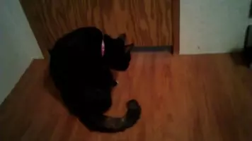 顎下の黒い点々猫ニキビ 猫用やすりでポロポロ落ちる 年4月26日 エキサイトニュース