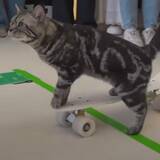 「凛々しき顔の猫のスケボーギネス記録、10メートルを12.85秒で」の画像1
