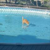 「氷上に自分の影を追いかける猫、あっちへこっちへ駆け滑り跳ぶ」の画像1