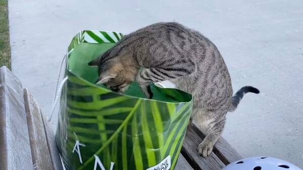 紙袋のなかを無断で拝借する猫 安全地帯で鳥に威嚇を 22年11月9日 エキサイトニュース
