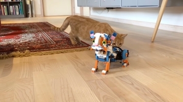 猫らしきLEGOロボットに遭遇した猫、ひとまず最初は尻を嗅ぎ
