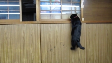ガラス障子の窓枠伝って移動する猫、横に滑って天袋まで
