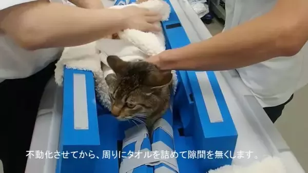 家猫をCTスキャンにかけるとこうなる、その最中はほぼスフィンクス