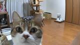 「我々は見られていると気づいた猫、最初で最後の表情を見せる」の画像1