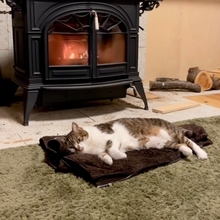 薪ストーブの前で暖とる猫映像、栄養豊富で滋養満点