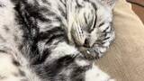 「80分猫のゴロゴロ耐久動画、見れば見るほど眠気が増し増し」の画像1