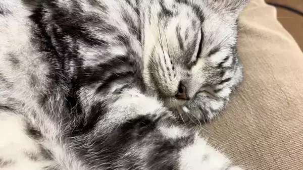「80分猫のゴロゴロ耐久動画、見れば見るほど眠気が増し増し」の画像
