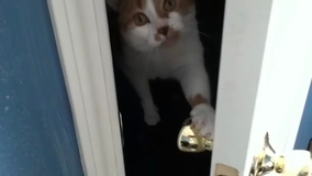 暗闇の戸棚の中に引きこもる猫、開いたら閉めるよドアノブ引いて