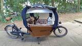 「三匹の猫専用のカーゴタクシー、車載カメラで猫目線の旅」の画像1