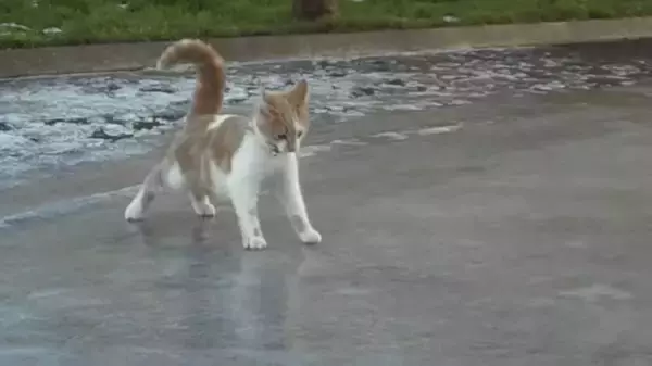 凜々と鈴を鳴らして氷上の猫、助走をつけるもそこから動かず