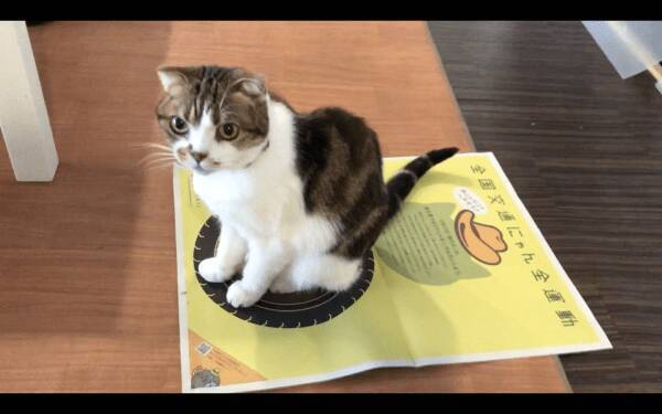 猫の事故防止の啓蒙黄色いポスター 専門家監修の猫ホイホイにも 年2月22日 エキサイトニュース