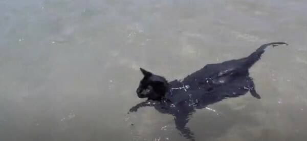 ぷかぷかと黒猫泳ぐよ海の中 波に揺られて自由気ままに 年4月16日 エキサイトニュース