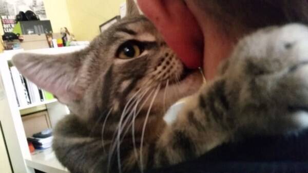 耳たぶをお乳の代わりに吸い続ける猫 首を抱き締め一心不乱に 年4月30日 エキサイトニュース