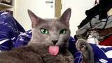「出したまま舌をしまうの忘れても、カメラ目線は忘れぬ猫」の画像1