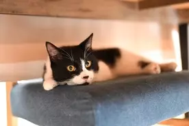 世界最小の猫種 サビイロネコ の赤ちゃんが生まれたよ イギリス 年5月7日 エキサイトニュース 世界最小の猫種 サビイロネコ の赤ちゃんが生まれたよ イギリス 年5月7日 エキサイトニュース