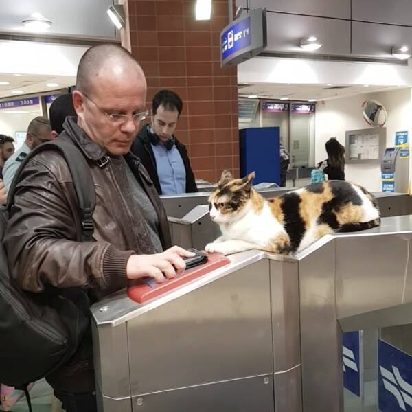 改札機の上から切符を確認する猫 機械に任せて現場猫化 年6月1日 エキサイトニュース