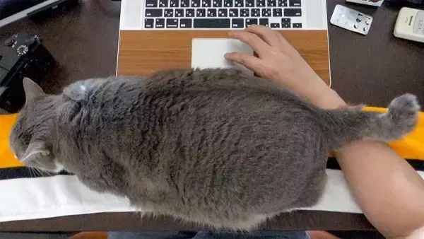 「キーボードレストのはずがレストされ、猫は寝そべるPCの前に」の画像